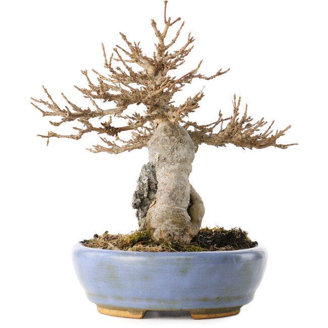 Acer buergerianum, 17 cm, ± 25 Jahre alt, in einem handgefertigten japanischen Topf von Hattori, mit einem Nebari von 6 cm