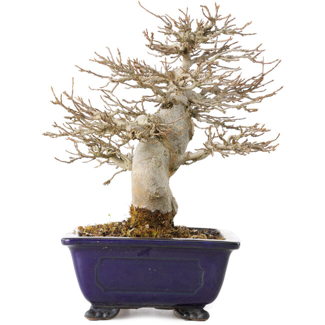 Acer buergerianum, 18 cm, ± 25 jaar oud, met een nebari van 8 cm