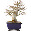 Acer buergerianum, 18 cm, ± 25 anni, con un nebari di 8 cm