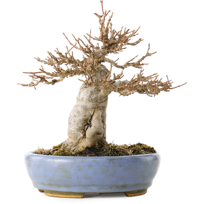 Acer buergerianum, 17 cm, ± 25 years old, in a handmade Japanese pot by Hattori, with a nebari of 6 cm