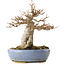 Acer buergerianum, 17 cm, ± 25 jaar oud, in een handgemaakte Japanse pot van Hattori, met een nebari van 6 cm
