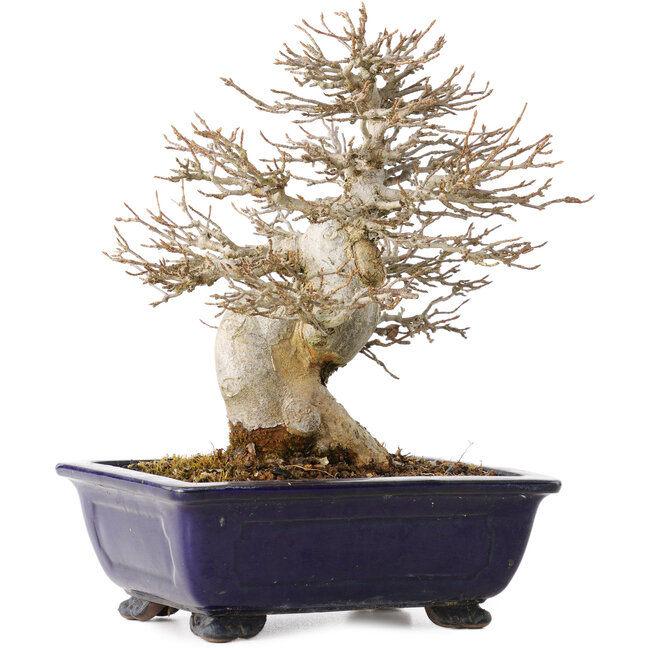 Acer buergerianum, 18 cm, ± 25 ans, avec un nebari de 8 cm