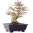 Acer buergerianum, 18 cm, ± 25 anni, con un nebari di 8 cm