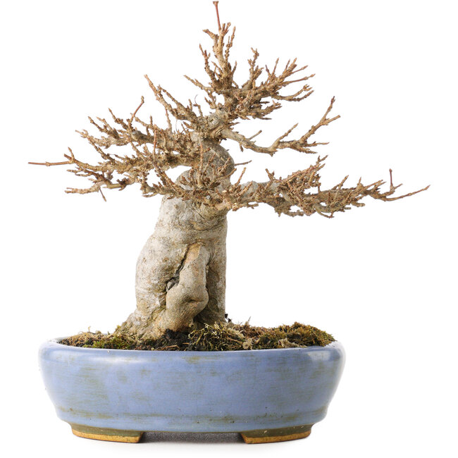 Acer buergerianum, 17 cm, ± 25 ans, dans un pot japonais fait main par Hattori, avec un nebari de 6 cm