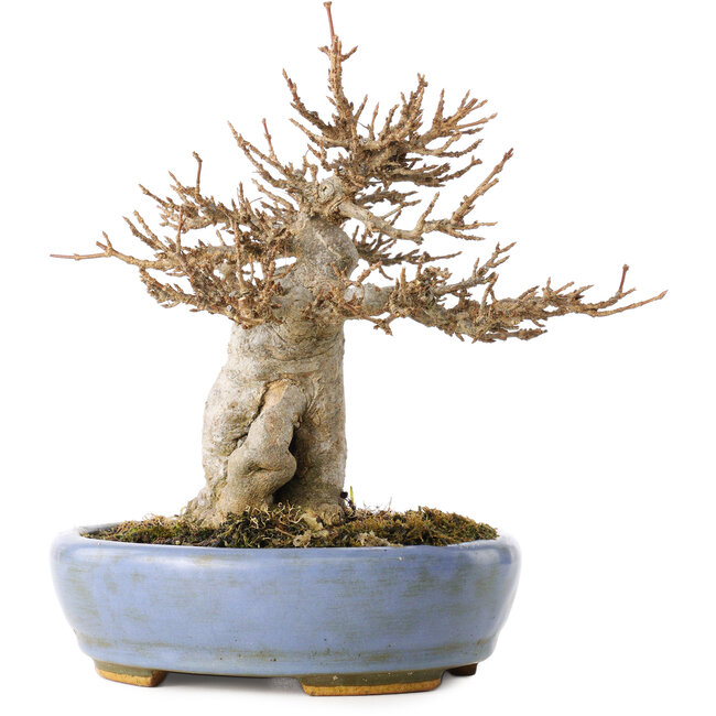 Acer buergerianum, 17 cm, ± 25 anni, in un vaso giapponese fatto a mano da Hattori, con un nebari di 6 cm
