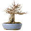 Acer buergerianum, 17 cm, ± 25 years old, in a handmade Japanese pot by Hattori, with a nebari of 6 cm