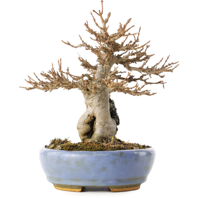 Acer buergerianum, 17 cm, ± 25 años, en una maceta japonesa hecha a mano por Hattori, con un nebari de 6 cm