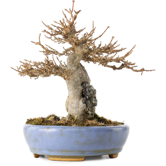 Acer buergerianum, 17 cm, ± 25 Jahre alt, in einem handgefertigten japanischen Topf von Hattori, mit einem Nebari von 6 cm