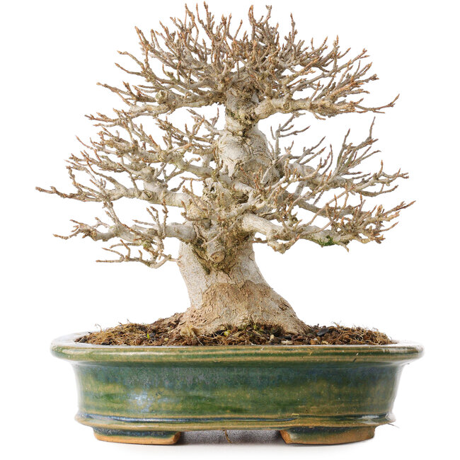 Acer buergerianum, 19 cm, ± 25 jaar oud, met een nebari van 9 cm