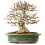 Acer buergerianum, 19 cm, ± 25 jaar oud, met een nebari van 9 cm