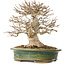 Acer buergerianum, 19 cm, ± 25 jaar oud, met een nebari van 9 cm