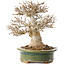 Acer buergerianum, 19 cm, ± 25 jaar oud, met een nebari van 9 cm