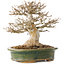 Acer buergerianum, 19 cm, ± 25 jaar oud, met een nebari van 9 cm