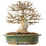 Acer buergerianum, 19 cm, ± 25 jaar oud, met een nebari van 9 cm