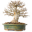 Acer buergerianum, 19 cm, ± 25 jaar oud, met een nebari van 9 cm