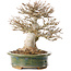 Acer buergerianum, 19 cm, ± 25 jaar oud, met een nebari van 9 cm