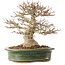 Acer buergerianum, 19 cm, ± 25 jaar oud, met een nebari van 9 cm