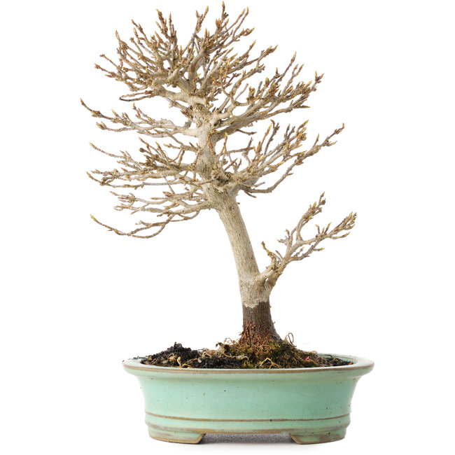 Acer buergerianum, 19 cm, ± 20 years old, with a nebari of 4 cm