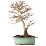 Acer buergerianum, 19 cm, ± 20 ans, avec un nebari de 4 cm