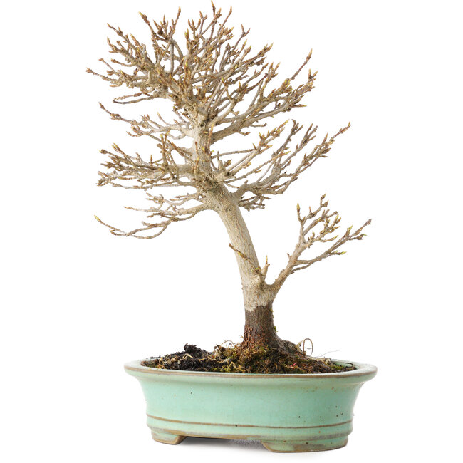 Acer buergerianum, 19 cm, ± 20 years old, with a nebari of 4 cm