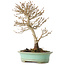 Acer buergerianum, 19 cm, ± 20 ans, avec un nebari de 4 cm