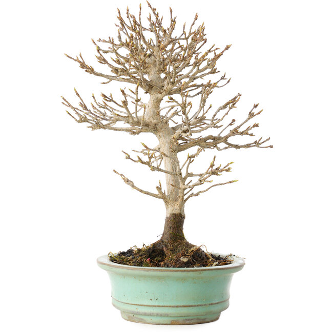 Acer buergerianum, 19 cm, ± 20 years old, with a nebari of 4 cm