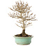 Acer buergerianum, 19 cm, ± 20 ans, avec un nebari de 4 cm