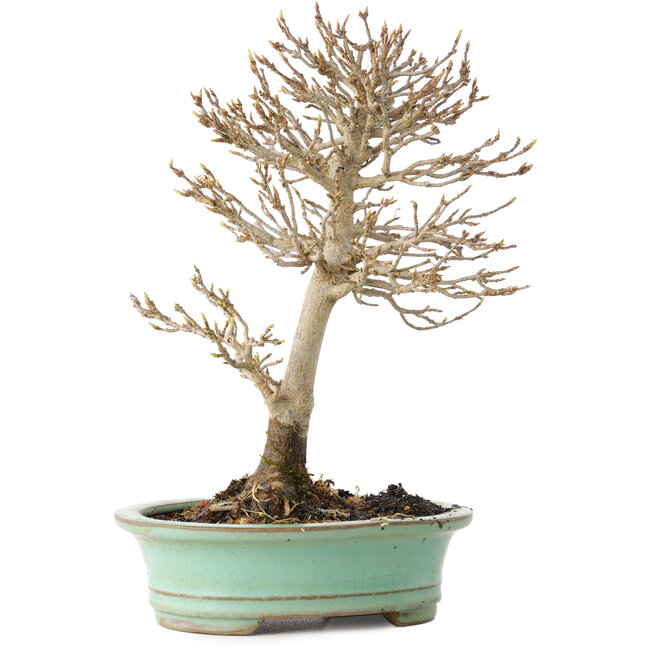 Acer buergerianum, 19 cm, ± 20 years old, with a nebari of 4 cm