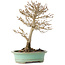 Acer buergerianum, 19 cm, ± 20 años, con un nebari de 4 cm