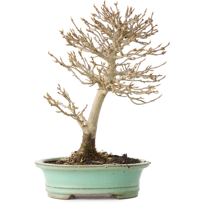 Acer buergerianum, 19 cm, ± 20 years old, with a nebari of 4 cm