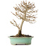 Acer buergerianum, 19 cm, ± 20 años, con un nebari de 4 cm
