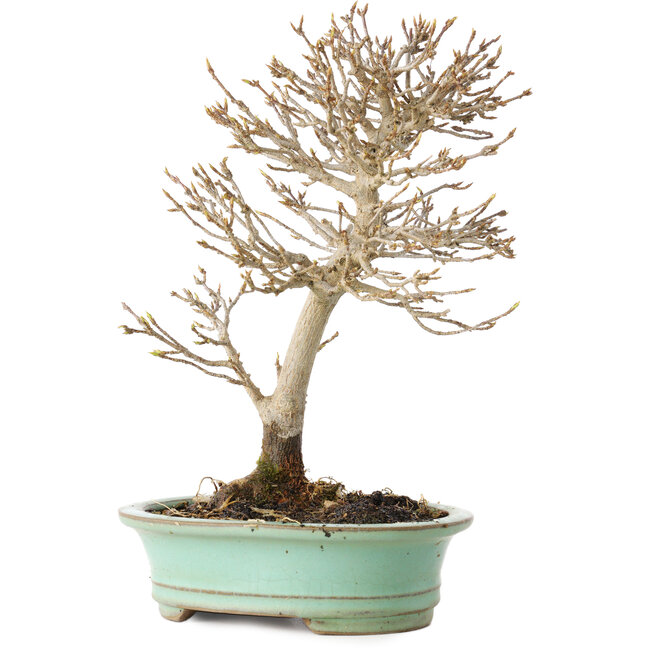 Acer buergerianum, 19 cm, ± 20 years old, with a nebari of 4 cm