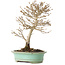 Acer buergerianum, 19 cm, ± 20 ans, avec un nebari de 4 cm
