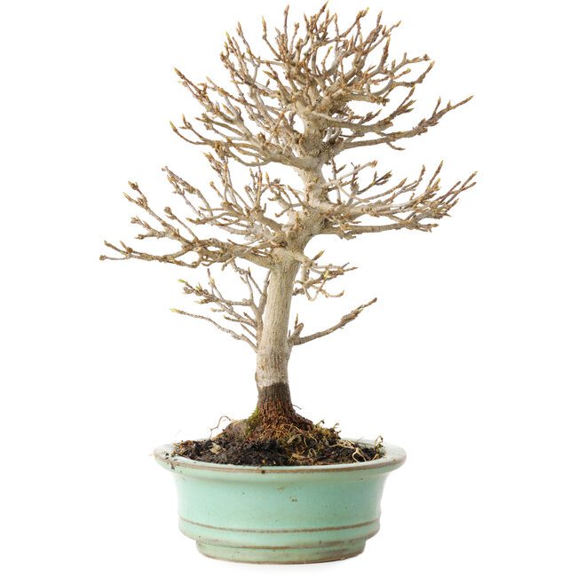 Acer buergerianum, 19 cm, ± 20 years old, with a nebari of 4 cm