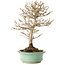 Acer buergerianum, 19 cm, ± 20 ans, avec un nebari de 4 cm