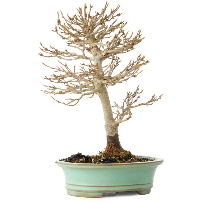 Acer buergerianum, 19 cm, ± 20 years old, with a nebari of 4 cm