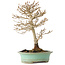 Acer buergerianum, 19 cm, ± 20 ans, avec un nebari de 4 cm