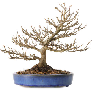 Acer buergerianum, 18 cm, ± 25 jaar oud