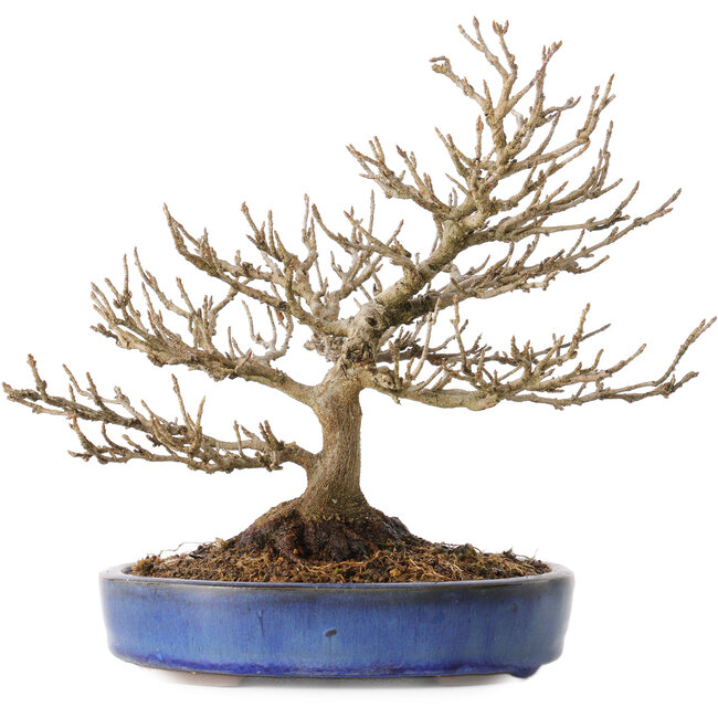 Acer buergerianum, 18 cm, ± 25 years old, with a nebari of 7 cm