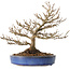 Acer buergerianum, 18 cm, ± 25 jaar oud, met een nebari van 7 cm