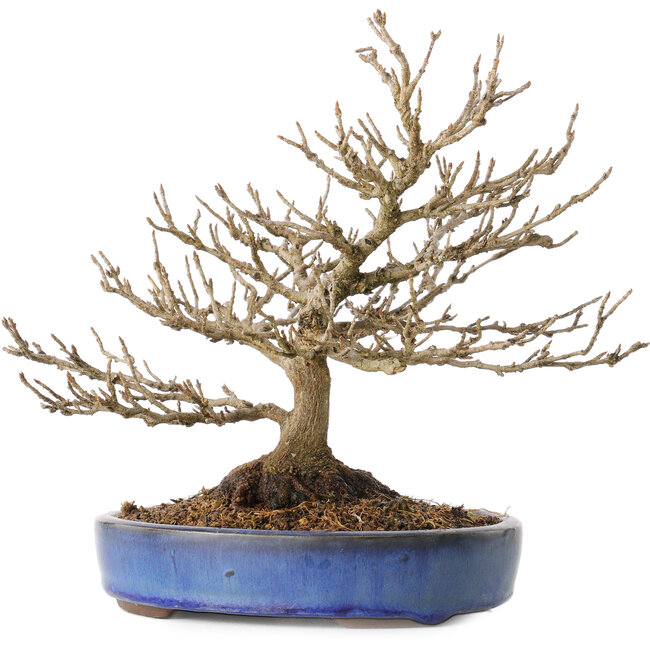 Acer buergerianum, 18 cm, ± 25 anni, con un nebari di 7 cm