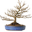 Acer buergerianum, 18 cm, ± 25 jaar oud, met een nebari van 7 cm
