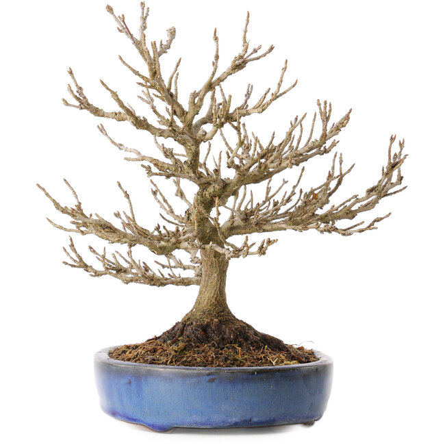 Acer buergerianum, 18 cm, ± 25 jaar oud, met een nebari van 7 cm