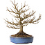 Acer buergerianum, 18 cm, ± 25 jaar oud, met een nebari van 7 cm