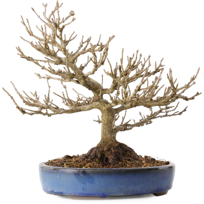 Acer buergerianum, 18 cm, ± 25 jaar oud, met een nebari van 7 cm