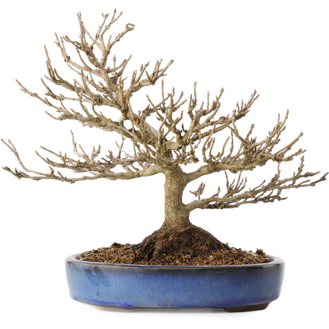 Acer buergerianum, 18 cm, ± 25 Jahre alt, mit einem Nebari von 7 cm