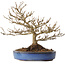Acer buergerianum, 18 cm, ± 25 jaar oud, met een nebari van 7 cm