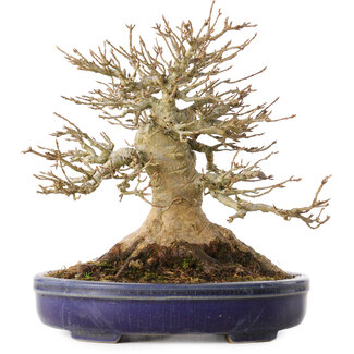 Acer buergerianum, 17 cm, ± 30 años