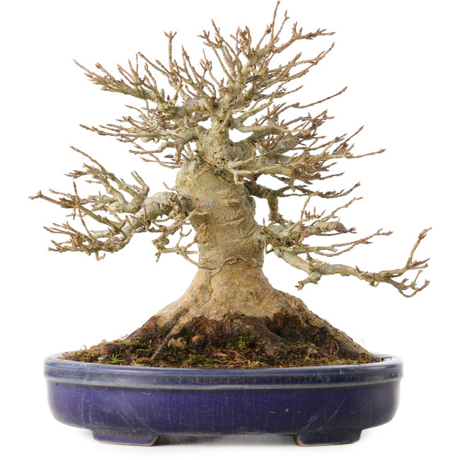 Acer buergerianum, 17 cm, ± 30 years old, with a nebari of 13,5 cm