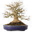 Acer buergerianum, 17 cm, ± 30 jaar oud, met een nebari van 13,5 cm